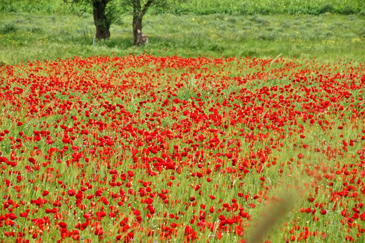 Chalet Coquelicot  Kalavryta Esterno foto
